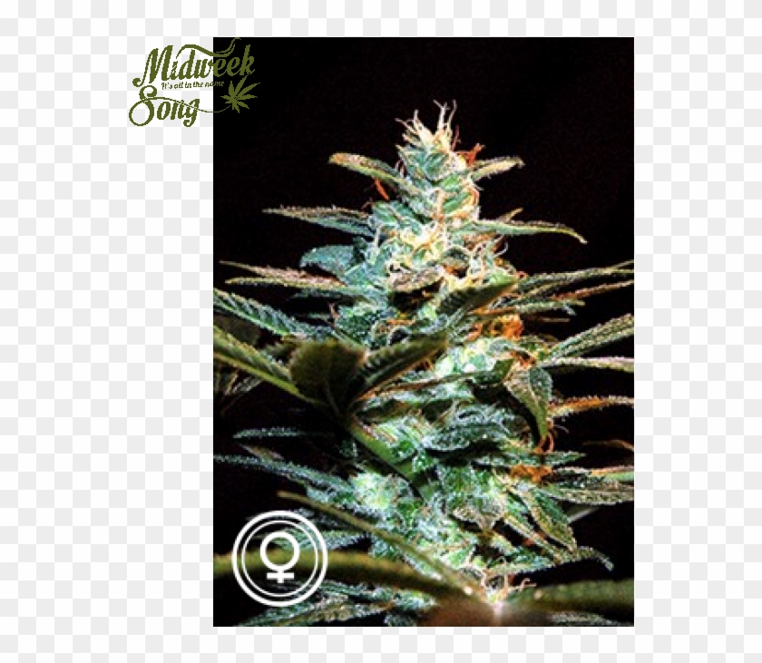 Sweet Seeds Ice Cool Marijuana Seeds - Ice Cool Sweet Seeds Bud Clipart