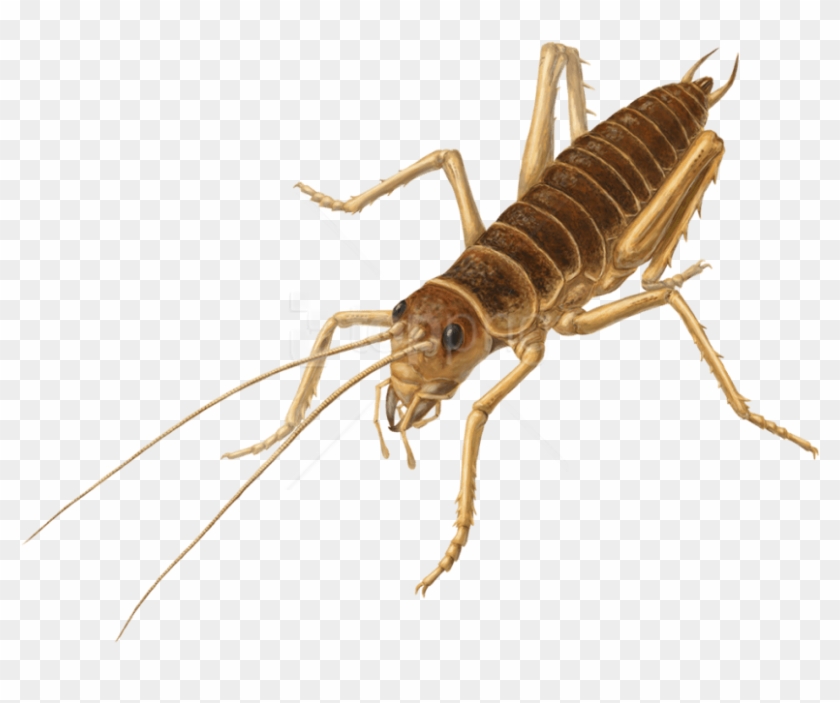 Free Png Download Cricket Insect S Png Images Background - Weta Png Clipart #5934390