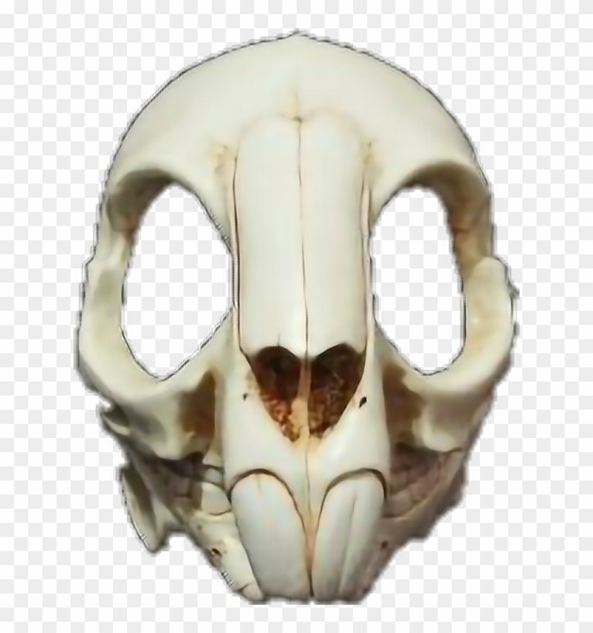 #rabbit #skull #death #mask #skullmask - Rabbit Skull Png Clipart #5935895
