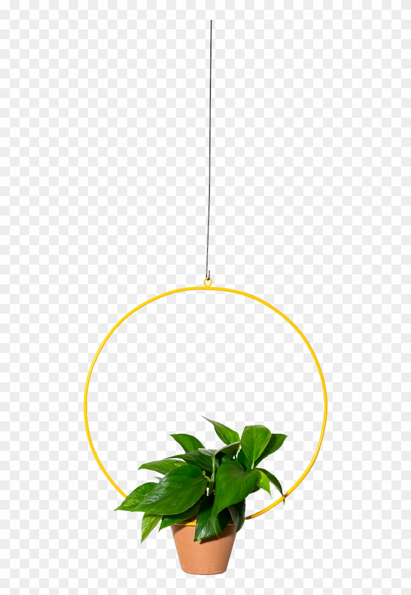 Hanging Circle Planter 18" - Hanging Plant Transparent Png Clipart