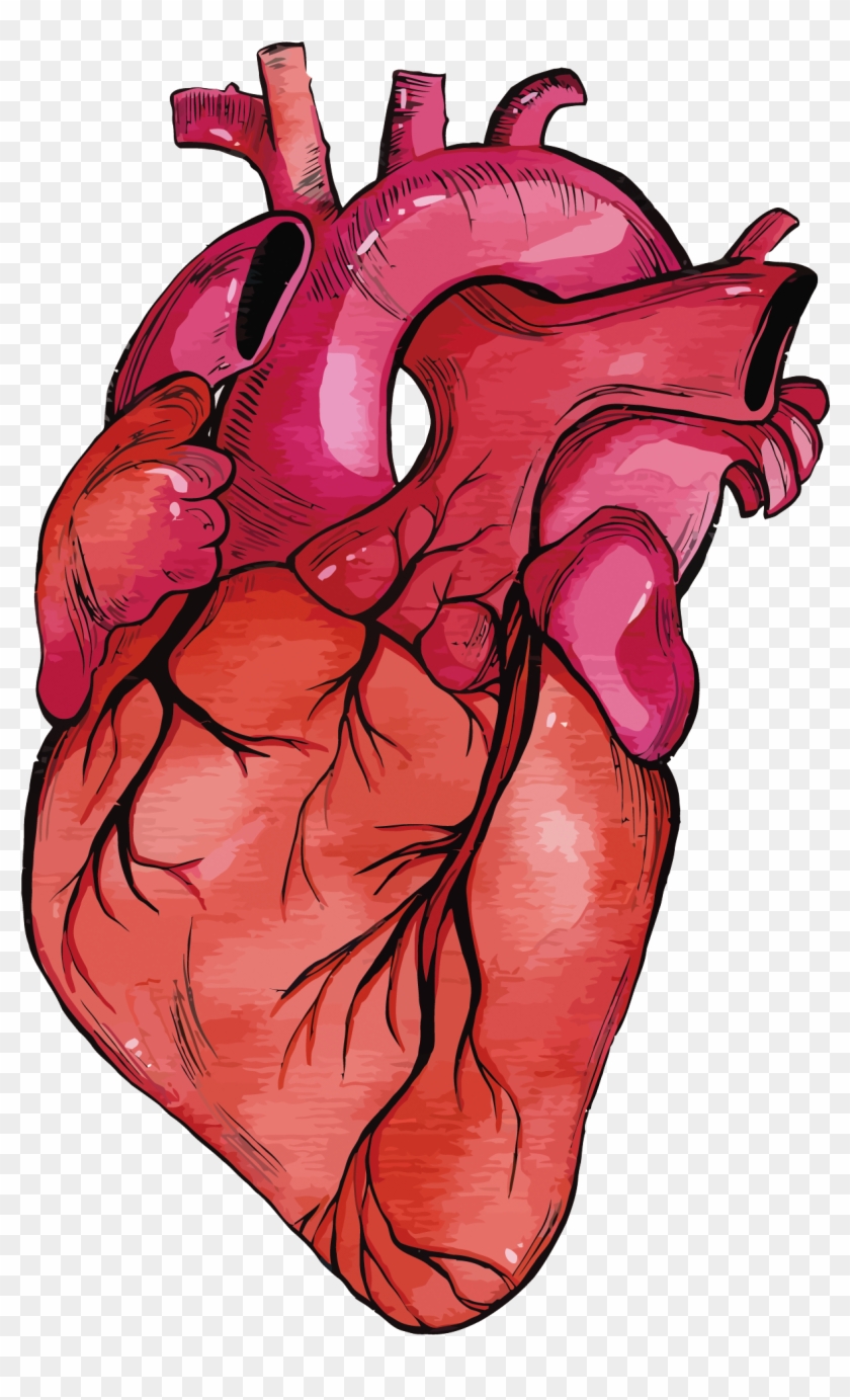 Heart Muscle Png - Human Heart Clipart Png Transparent Png #5937777