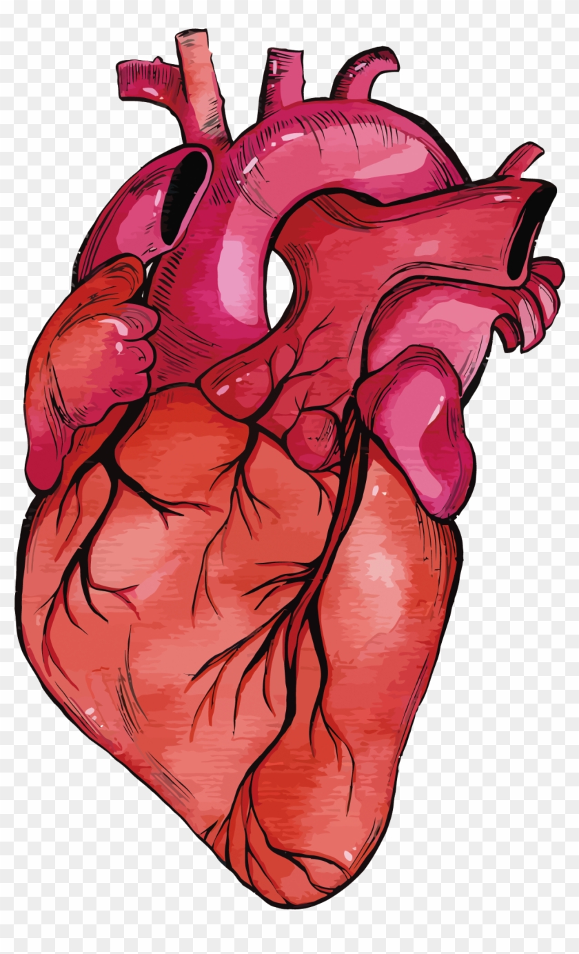 Heart Muscle Png - Human Heart Clipart Png Transparent Png