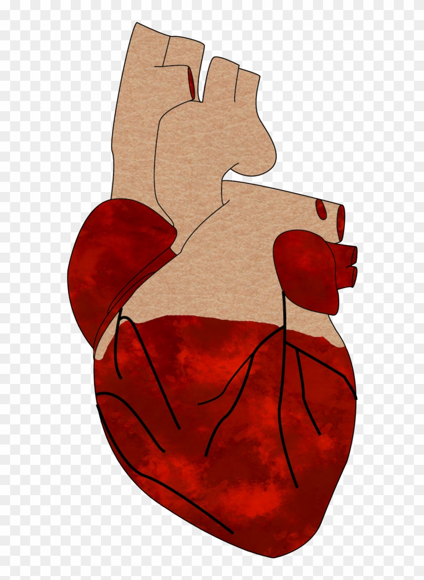 A Realistic Heart - Cartoon Clipart #5937954