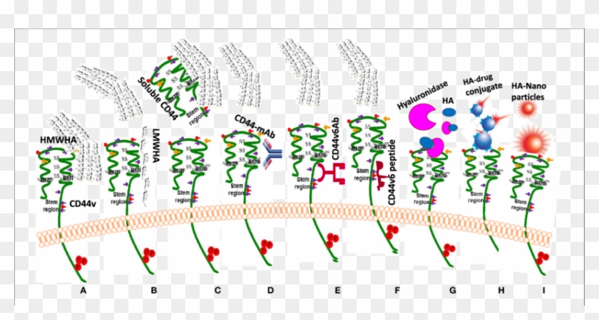 Drug Targeting Approaches To Exploit Ha-cd44 Interaction - Ha Cd44 Clipart