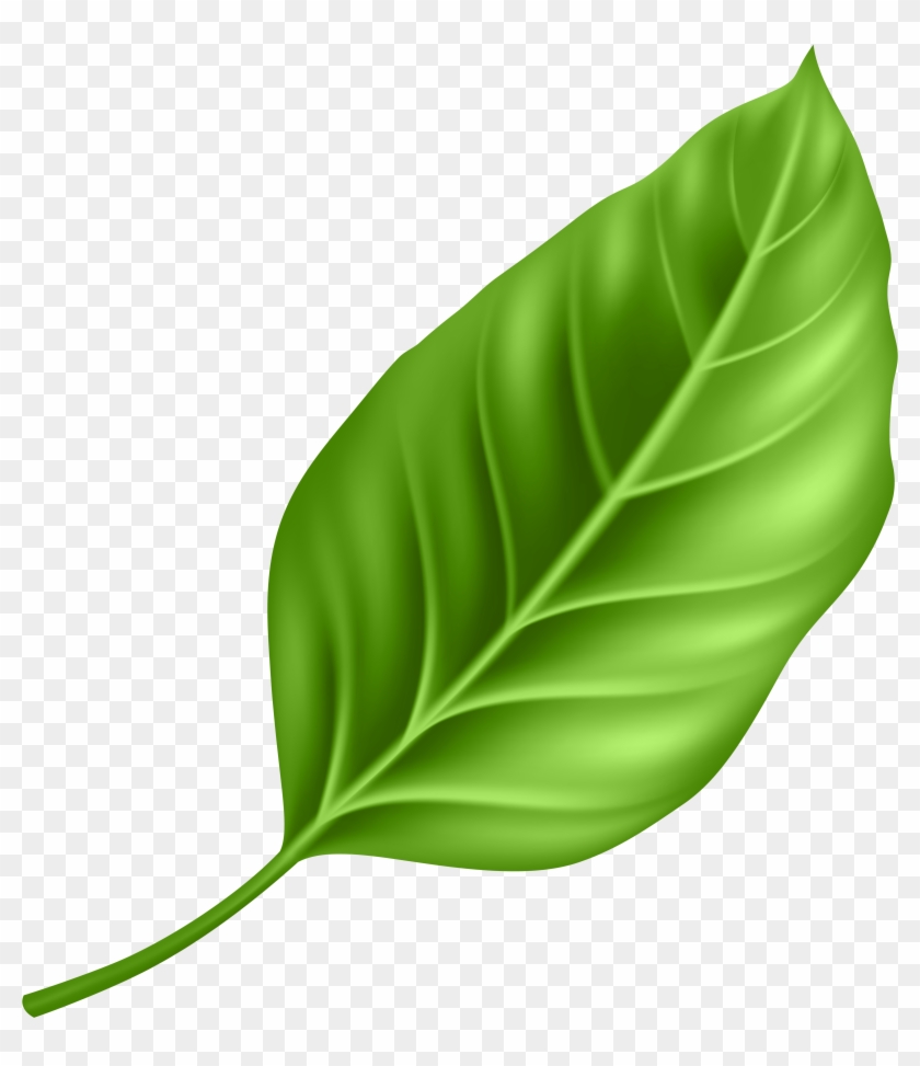 Leaf Png Clipart Transparent Png