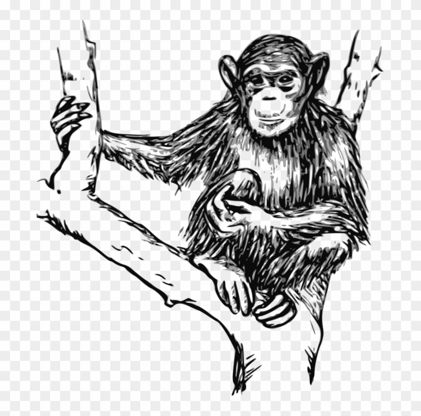 Ape Primate Monkey Gorilla Orangutan - Monkey Black And White Png Clipart