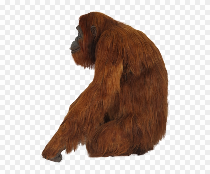 Orangutan Png - Portable Network Graphics Clipart