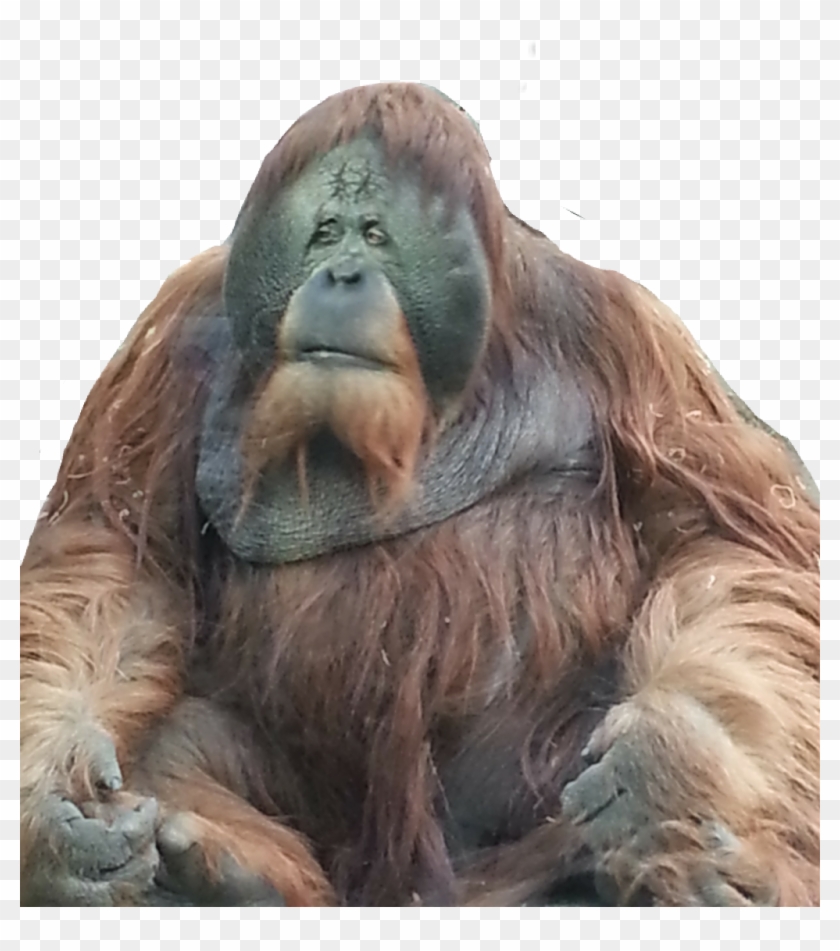 Orangutan , Png Download - Orangutan Clipart #5944592