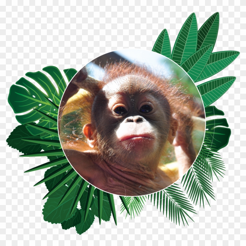 Popi The Orangutan Aware Environmental Adventure Of - Animal Popi Clipart #5944637