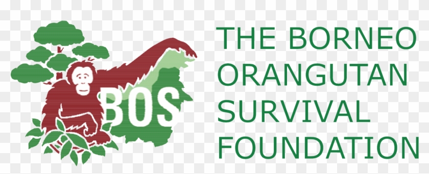 Borneo Orangutan Survival Foundation Presentation - Borneo Orangutan Survival Clipart #5944972