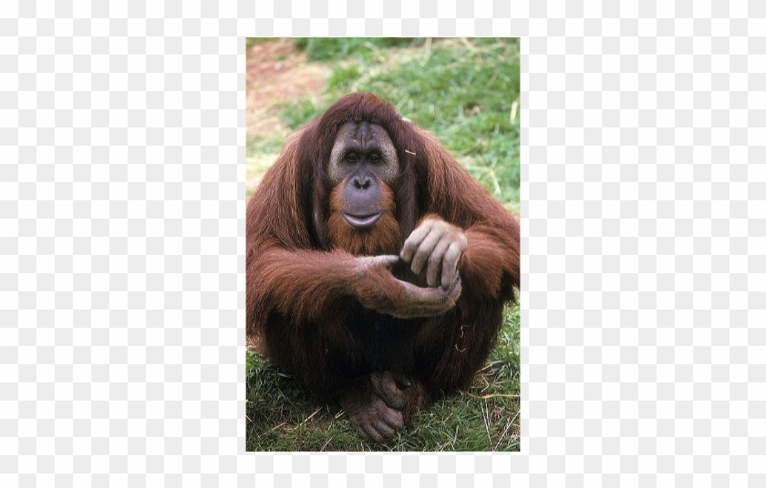 Azy, The Escape Artist - Orang Utan Clipart #5945005