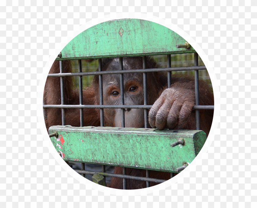 Palm Oil Deforestation - Orangutan Clipart