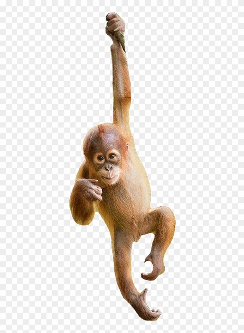 Need Our Help - Orangutan Png Clipart