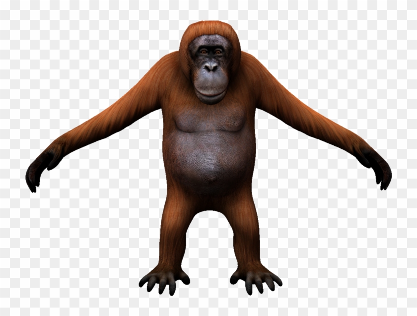 Orangutan - Monkey Clipart #5945201