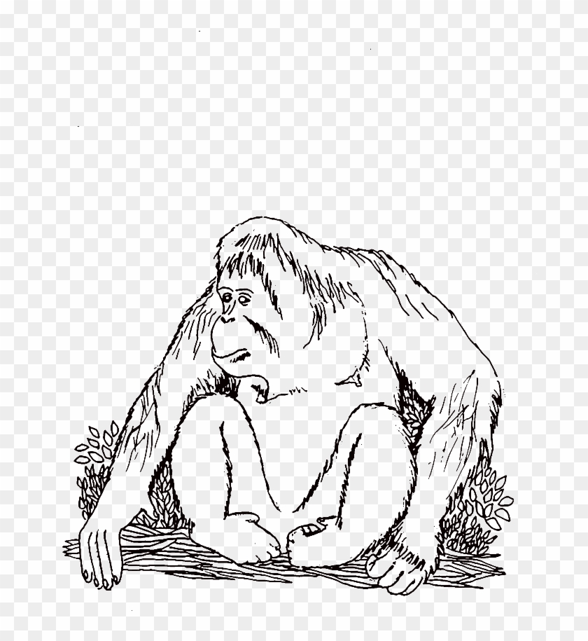 Orangutan Coloring Pages - Orangutan Clipart #5946295