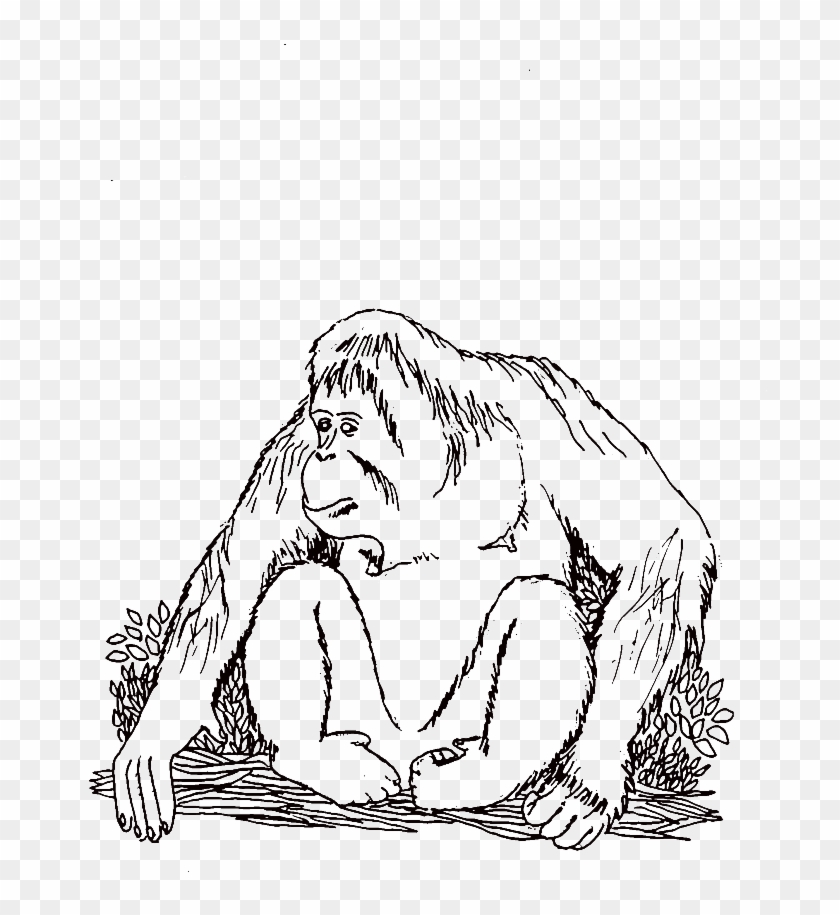 Orangutan Coloring Pages - Orangutan Clipart