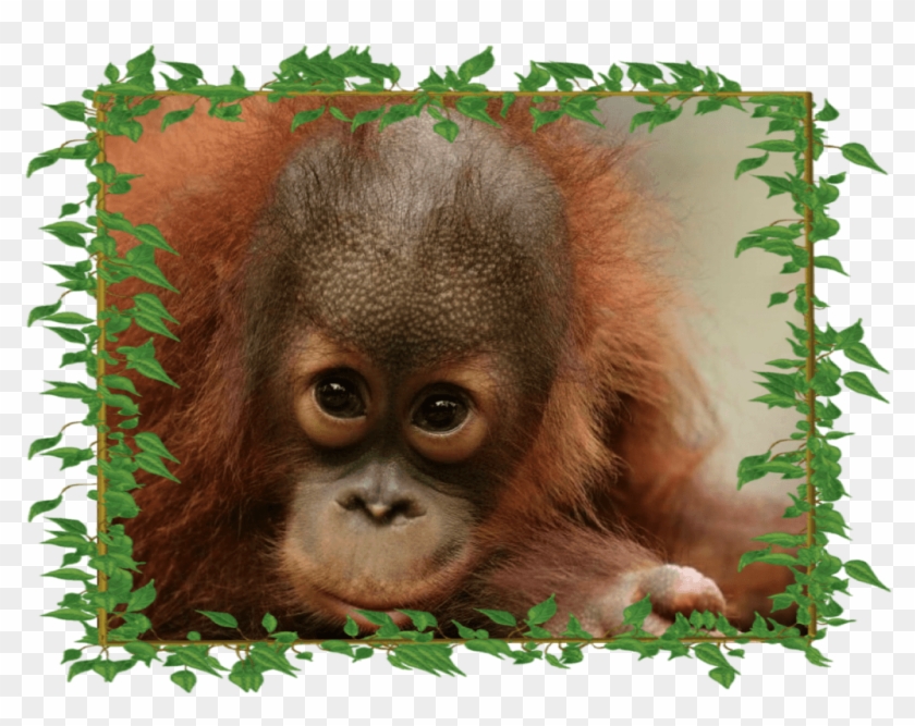 Peanut Adorable With-frame - Peanut Orangutan Clipart #5946447