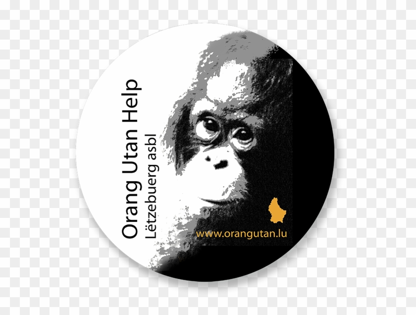Orang Utan Hilfe Wanicare Cikananga - Orangutan Clipart #5946620