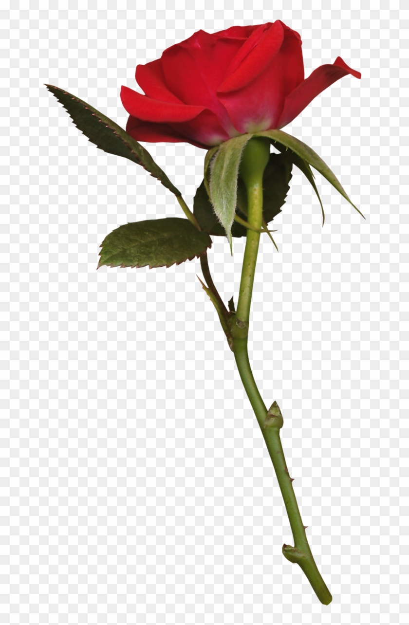 Long Stemmed Rose Tattoos - Красная Роза Png Clipart