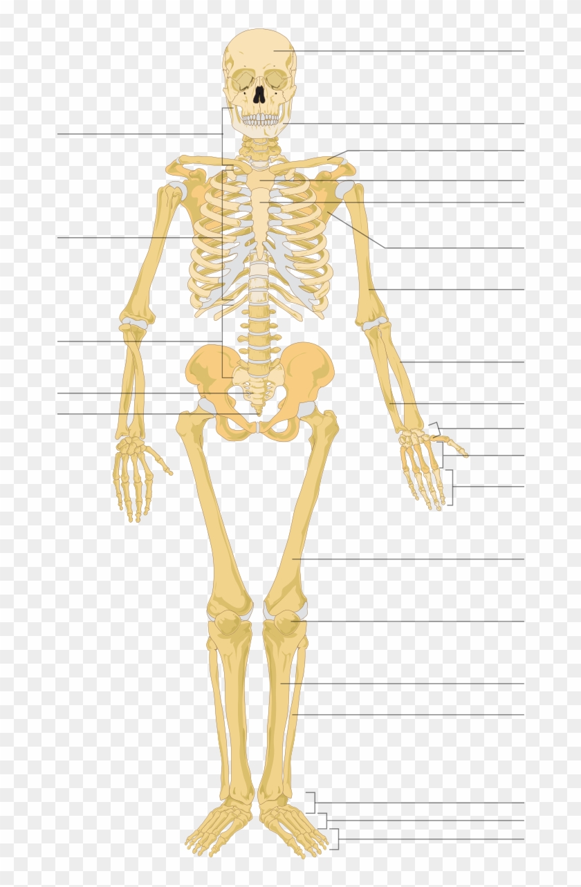 Human Skeleton Unlabelled Clipart 5949607 Pikpng