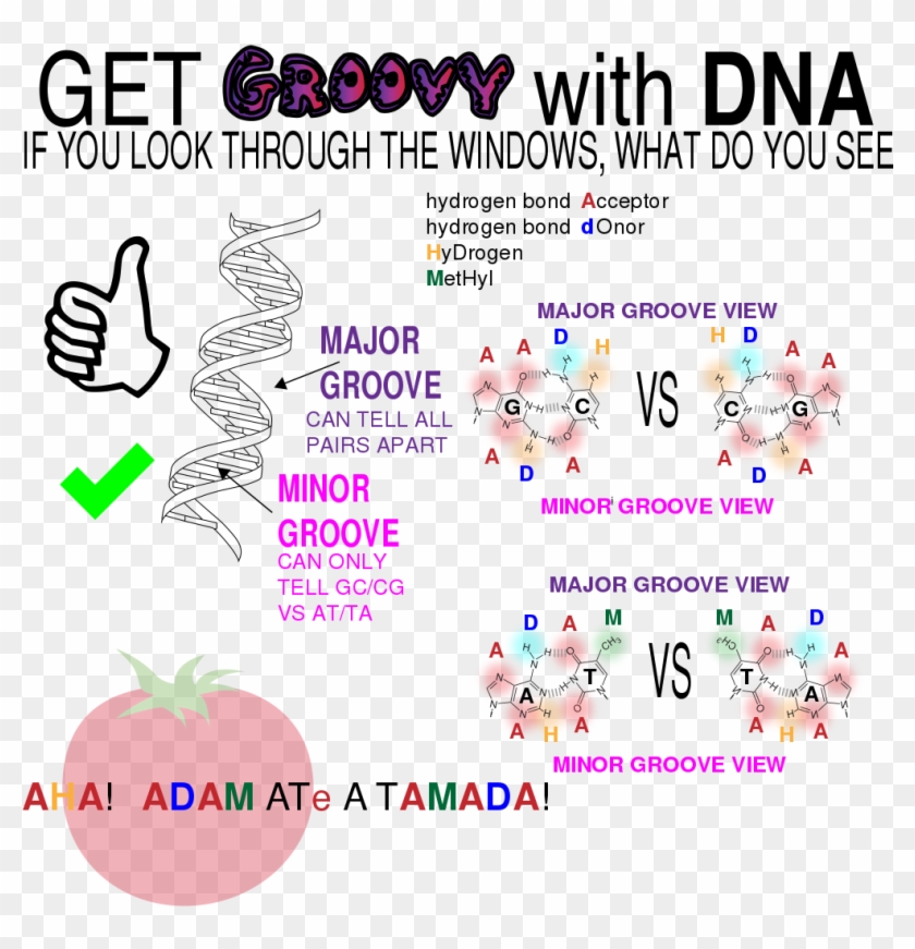Dna Double Helix Grooves Clipart #5951091