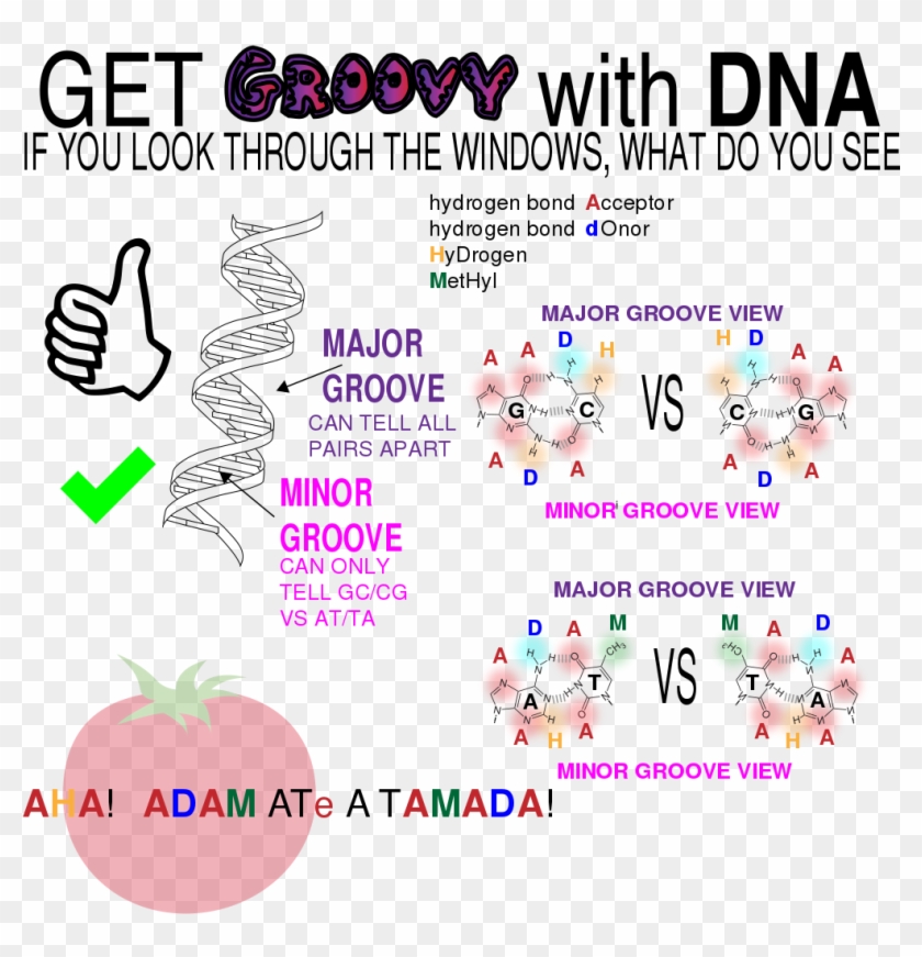 Dna Double Helix Grooves Clipart