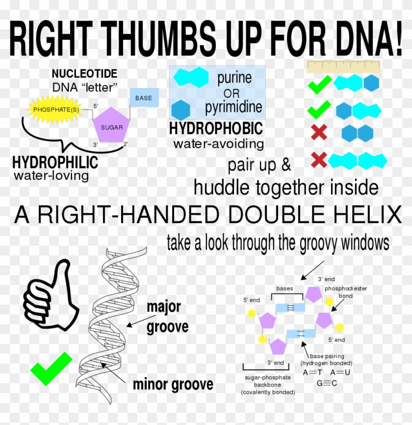 Dna Double Helix - Thumbs Up Symbol Clipart #5951129