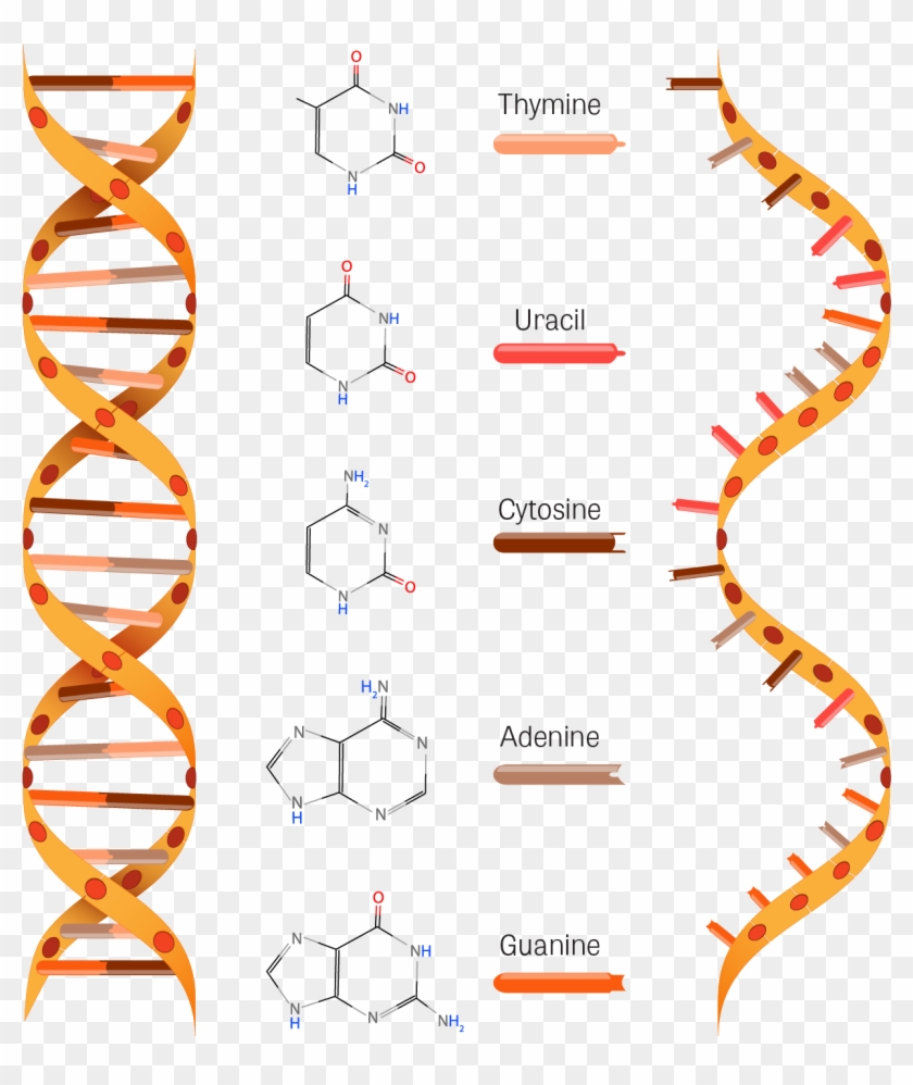 Transparent Dna Twisted Ladder - Estructura Del Adn Y Arn Clipart #5951405