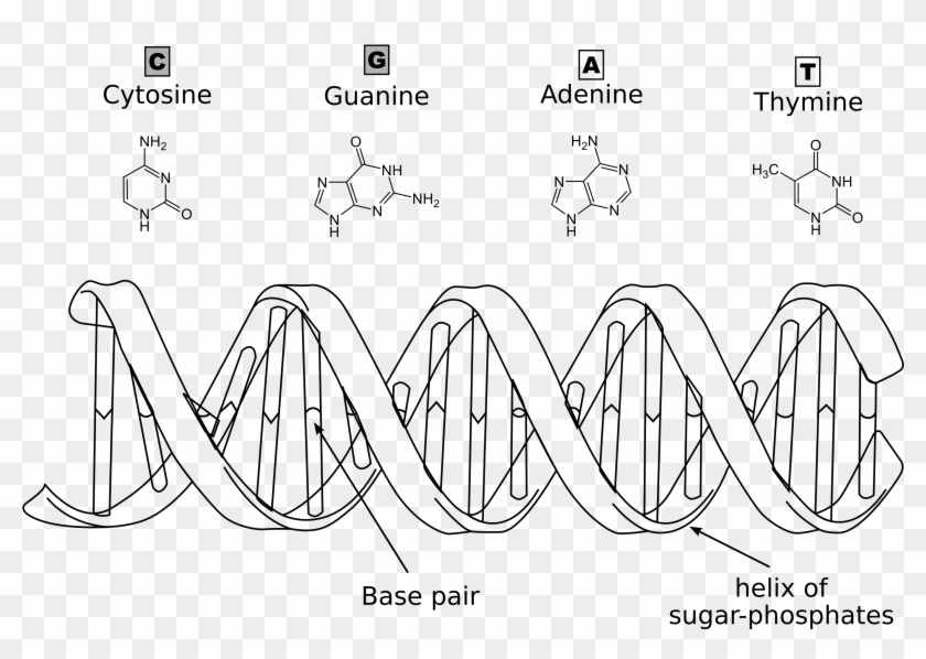 Click For Larger Image) - Line Art Clipart