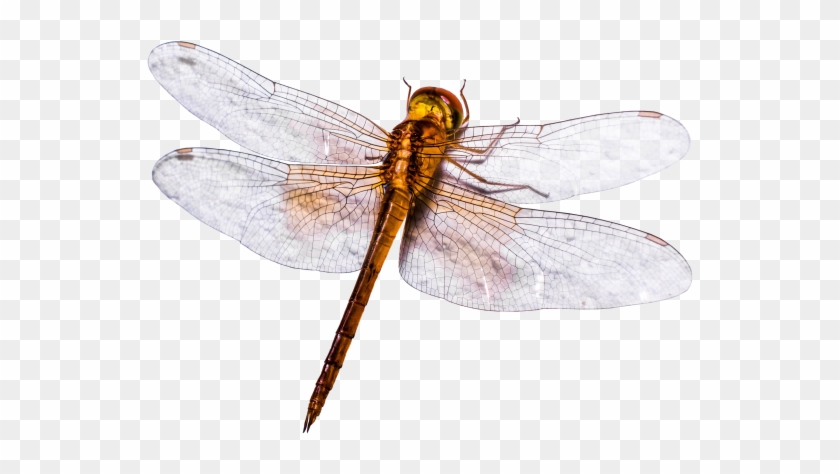 Dragonfly - Hawker Dragonflies Clipart #5956119