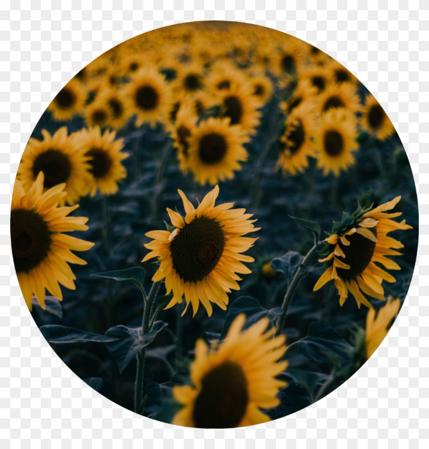 #icon #edit #aesthetic #tumblr #kpop #aesthetic #sunflower - Sunflower Aesthetics Clipart #5959608