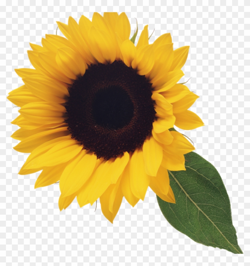 Picture Freeuse Library Sunflower Clipart Free Computer - Sunflower Png Free Transparent Png