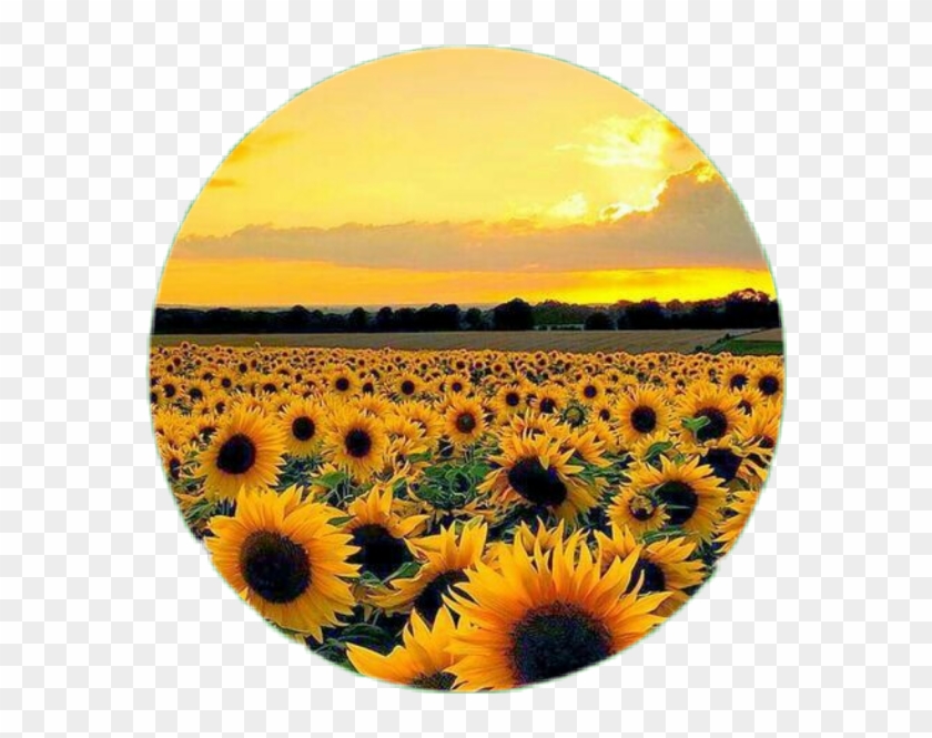 #circle #flower #sunflower #aesthetic #tumblr - Wallpaper Clipart #5960188
