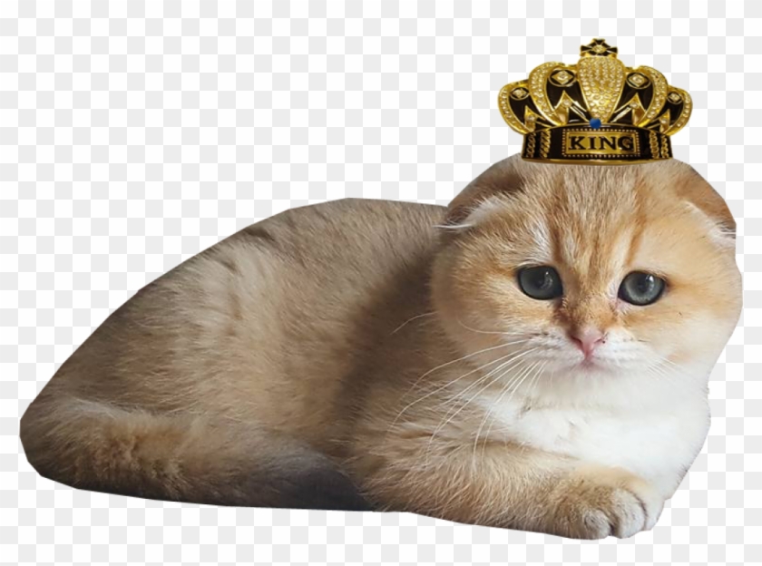 Scottish Fold Cats Png - Asian Clipart