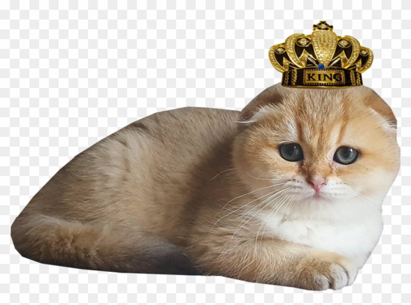 Scottish Fold Cats Png - Asian Clipart #5962172
