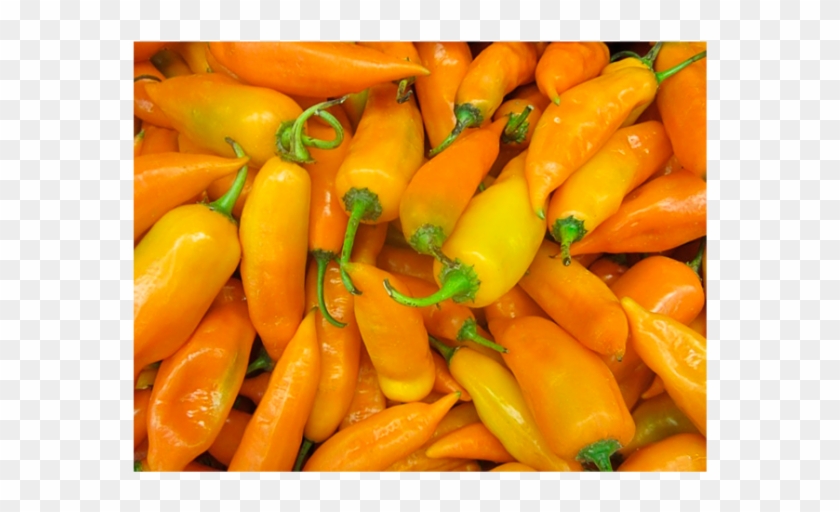 Aji Zanahoria Clipart