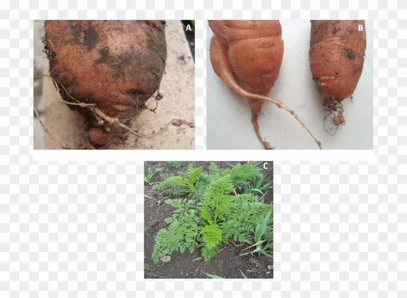 Síntomas En Plantas De Zanahoria Inducidos Por Meloidogyne - Meloidogyne Sintomas Clipart #5963005