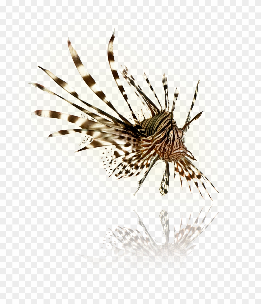 Lionfish Png , Png Download - Lionfish Clipart #5964051