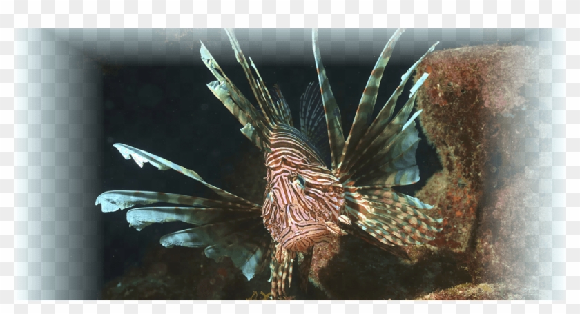 Lionfish Clipart