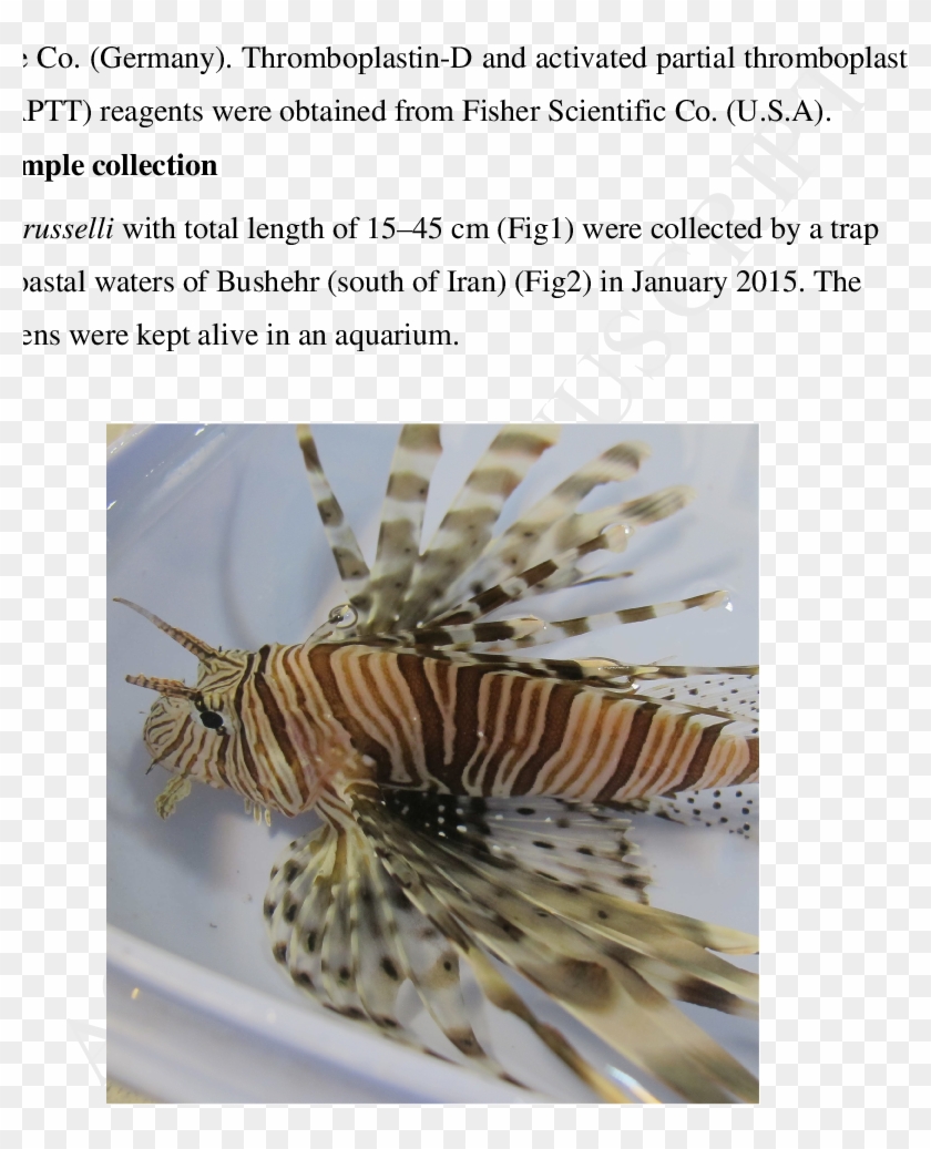 The Persian Gulf Lionfish Collected From Coastal Water - Lionfish Clipart