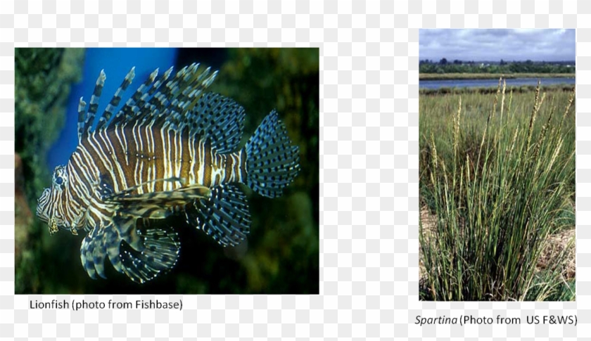 I - Lionfish Clipart #5964728