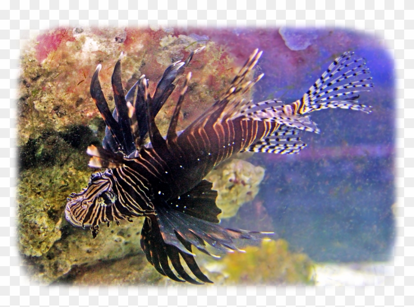 Aquarium Fish Uncle Bills - Lionfish Clipart