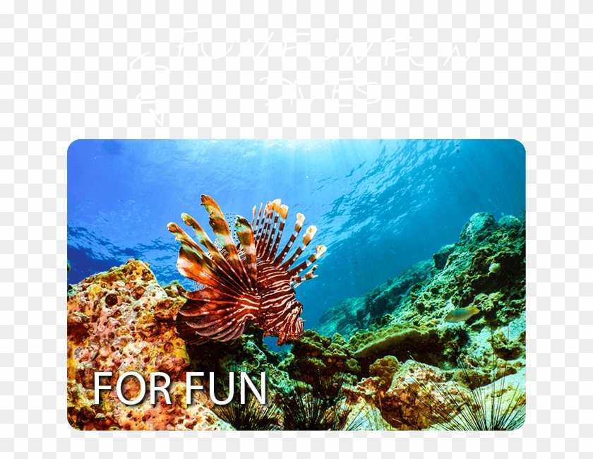 Exploration Engfkd2018 04 24t05 - Underwater Clipart