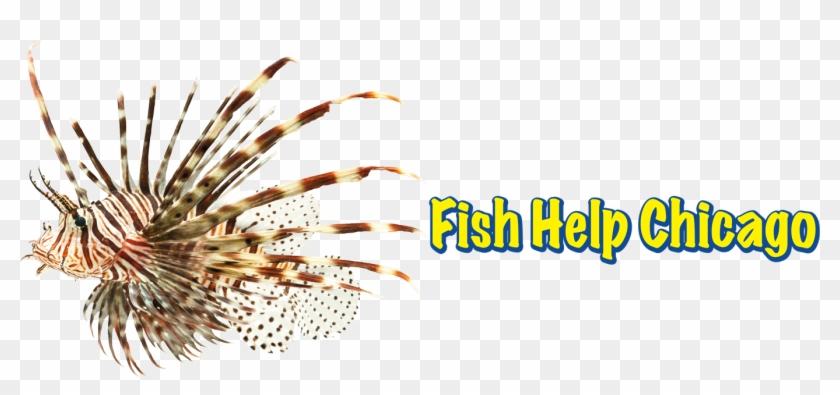 Logo@2 - Lion Fish White Background Clipart