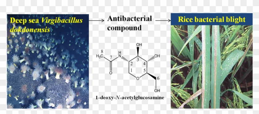 Of 1 - Xanthomonas Oryzae Pv Oryzae Clipart #5969990