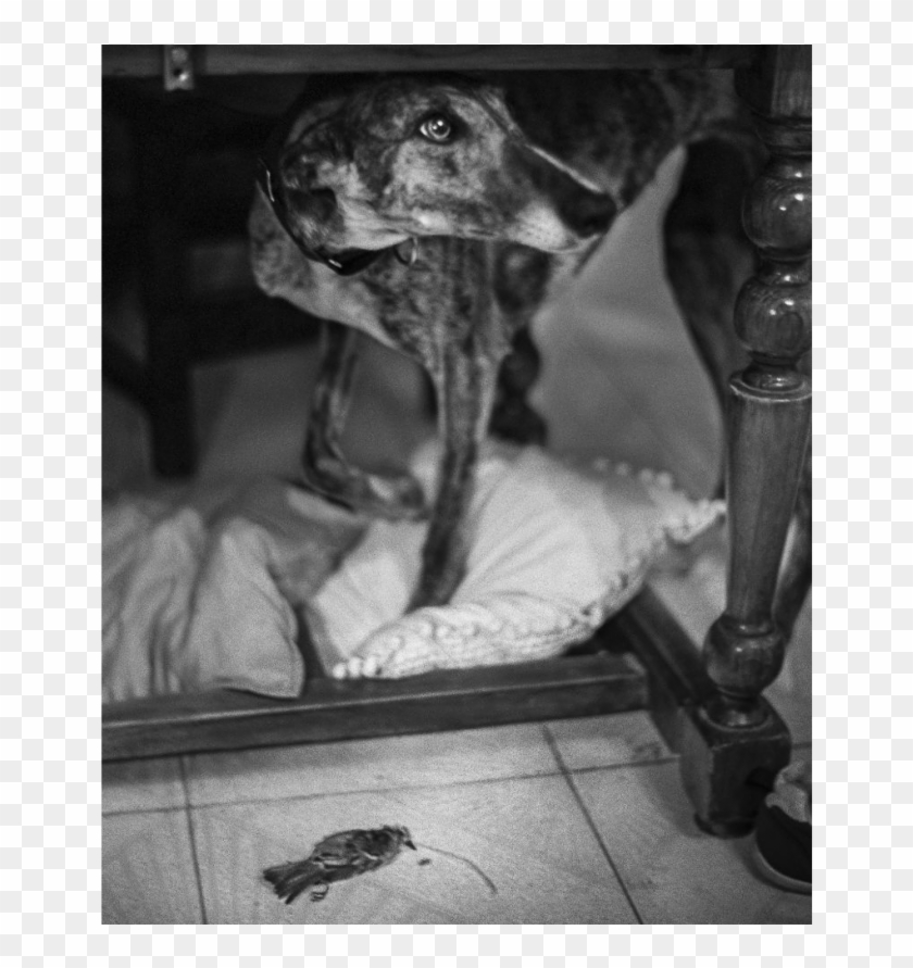 Www - Agomezpidalphoto - Com - Companion Dog Clipart #5970139