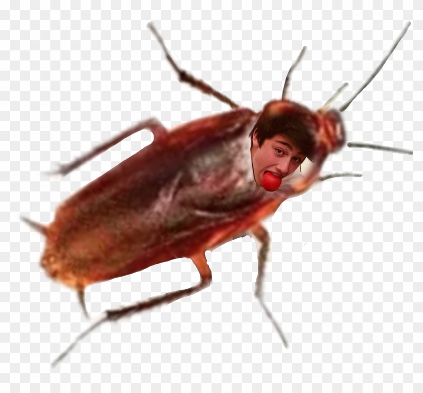 #cucaracha Cucaracha - Bug Clipart #5971784