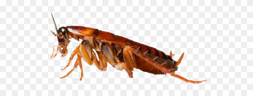 Vv Freetoedit Cucaracha - Cockroach Png Clipart