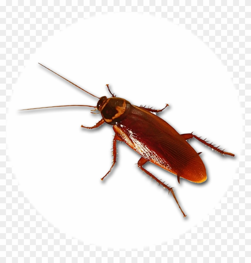 Cucaracha - Palmetto Bug Clipart