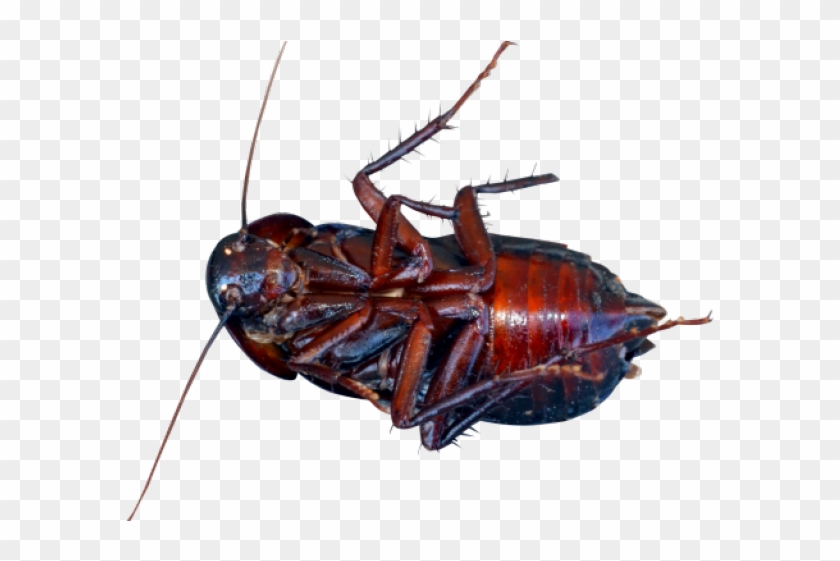 Cockroach Png Transparent Images - Cockroach Clipart #5972261